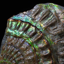 Load image into Gallery viewer, Green iridescent partial Caloceras display ammonite fossil 68 mm
