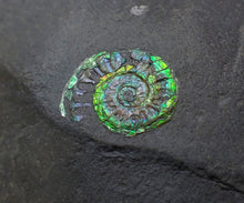 Load image into Gallery viewer, Green juvenile iridescent Caloceras display ammonite fossil 17mm