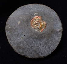 Load image into Gallery viewer, Juvenile iridescent red Psiloceras ammonite fossil (15mm)