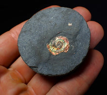 Load image into Gallery viewer, Juvenile iridescent red Psiloceras ammonite fossil (15mm)