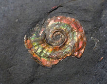 Load image into Gallery viewer, Juvenile iridescent red Psiloceras ammonite fossil (15mm)