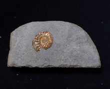 Load image into Gallery viewer, Juvenile iridescent Psiloceras ammonite fossil (13mm)