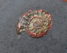 Load image into Gallery viewer, Juvenile iridescent Psiloceras ammonite fossil (13mm)