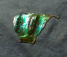 Load image into Gallery viewer, Green iridescent partial Caloceras display ammonite fossil