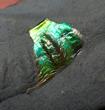 Load image into Gallery viewer, Green iridescent partial Caloceras display ammonite fossil