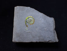 Load image into Gallery viewer, Tiny juvenile iridescent green Psiloceras ammonite fossil (13mm)
