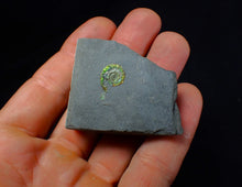 Load image into Gallery viewer, Tiny juvenile iridescent green Psiloceras ammonite fossil (13mm)