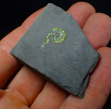 Load image into Gallery viewer, Tiny juvenile iridescent green Psiloceras ammonite fossil (13mm)
