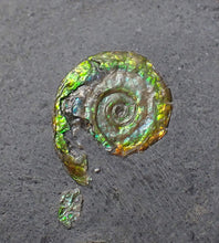 Load image into Gallery viewer, Tiny juvenile iridescent green Psiloceras ammonite fossil (13mm)