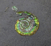 Load image into Gallery viewer, Tiny juvenile iridescent green Psiloceras ammonite fossil (13mm)