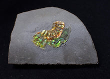 Load image into Gallery viewer, Juvenile iridescent Caloceras display ammonite fossil 25mm