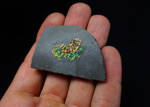 Load image into Gallery viewer, Juvenile iridescent Caloceras display ammonite fossil 25mm