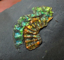 Load image into Gallery viewer, Juvenile iridescent Caloceras display ammonite fossil 25mm