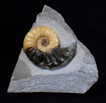 Load image into Gallery viewer, Asteroceras obtusum display ammonite fossil (62 mm)