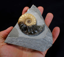 Load image into Gallery viewer, Asteroceras obtusum display ammonite fossil (62 mm)