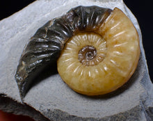 Load image into Gallery viewer, Asteroceras obtusum display ammonite fossil (62 mm)