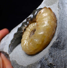 Load image into Gallery viewer, Asteroceras obtusum display ammonite fossil (62 mm)