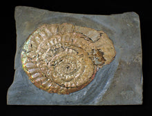 Load image into Gallery viewer, Large iridescent double-Caloceras display ammonite
