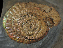 Load image into Gallery viewer, Large iridescent double-Caloceras display ammonite
