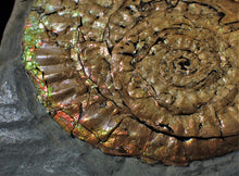 Load image into Gallery viewer, Large iridescent double-Caloceras display ammonite