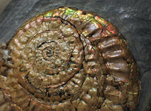 Load image into Gallery viewer, Large iridescent double-Caloceras display ammonite
