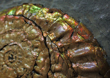 Load image into Gallery viewer, Large iridescent double-Caloceras display ammonite