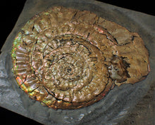 Load image into Gallery viewer, Large iridescent double-Caloceras display ammonite