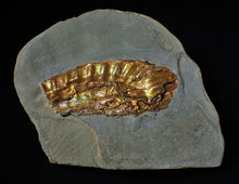 Load image into Gallery viewer, Fiery iridescent Caloceras display ammonite