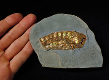 Load image into Gallery viewer, Fiery iridescent Caloceras display ammonite