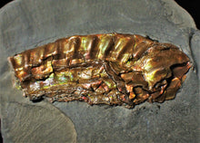 Load image into Gallery viewer, Fiery iridescent Caloceras display ammonite