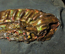 Load image into Gallery viewer, Fiery iridescent Caloceras display ammonite
