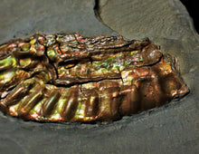 Load image into Gallery viewer, Fiery iridescent Caloceras display ammonite