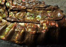 Load image into Gallery viewer, Fiery iridescent Caloceras display ammonite
