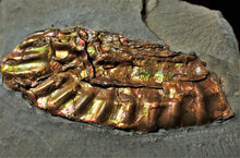 Load image into Gallery viewer, Fiery iridescent Caloceras display ammonite