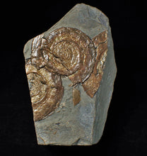 Load image into Gallery viewer, Multi-Psiloceras ammonite display piece
