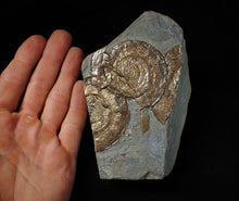 Load image into Gallery viewer, Multi-Psiloceras ammonite display piece