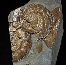 Load image into Gallery viewer, Multi-Psiloceras ammonite display piece