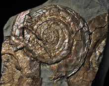 Load image into Gallery viewer, Multi-Psiloceras ammonite display piece