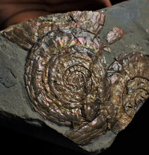 Load image into Gallery viewer, Multi-Psiloceras ammonite display piece