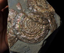 Load image into Gallery viewer, Multi-Psiloceras ammonite display piece