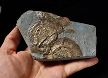 Load image into Gallery viewer, Multi-Psiloceras ammonite display piece