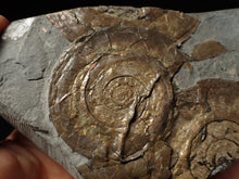 Load image into Gallery viewer, Multi-Psiloceras ammonite display piece