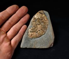 Load image into Gallery viewer, Iridescent Caloceras display ammonite with encrusting bivalves