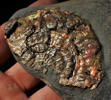 Load image into Gallery viewer, Iridescent Caloceras display ammonite with encrusting bivalves