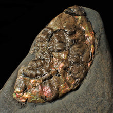 Load image into Gallery viewer, Iridescent Caloceras display ammonite with encrusting bivalves