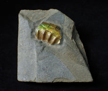Load image into Gallery viewer, Stunning green iridescent Caloceras display ammonite
