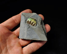 Load image into Gallery viewer, Stunning green iridescent Caloceras display ammonite
