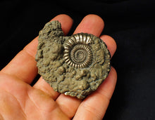 Load image into Gallery viewer, Large Crucilobiceras pyrite ammonite fossil (62 mm)