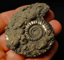 Load image into Gallery viewer, Large Crucilobiceras pyrite ammonite fossil (62 mm)