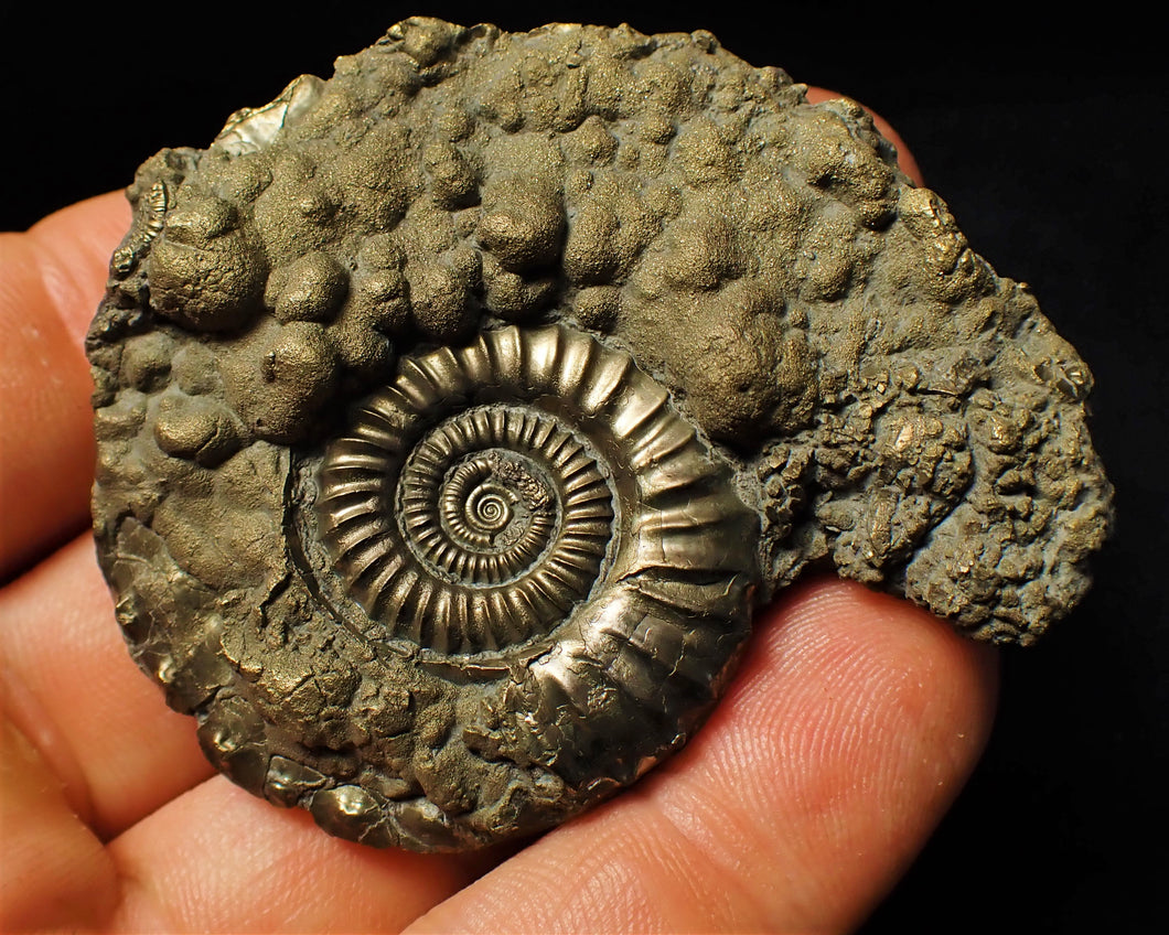 Large Crucilobiceras pyrite ammonite fossil (62 mm)
